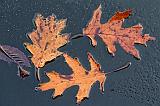 Floating Leaves_31793